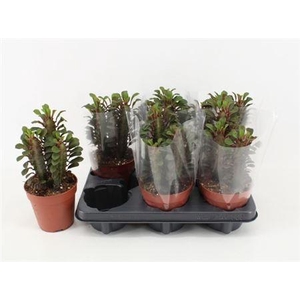 Euphor Trig Rubra