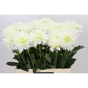 Dahlia Karma M. Zwaan