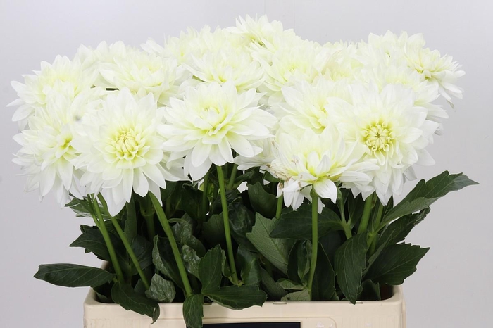 <h4>Dahlia Karma M. Zwaan</h4>