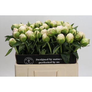 Paeonia Mothers Choice