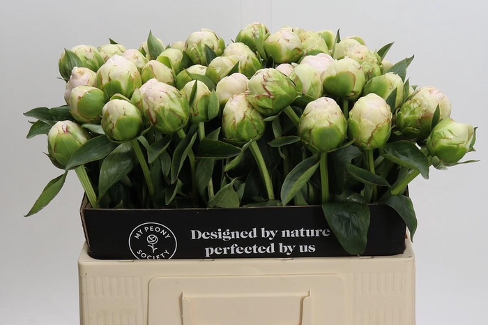 <h4>Paeonia Mothers Choice</h4>