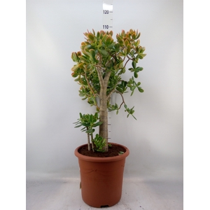 Crassula ovata 'Sunset'
