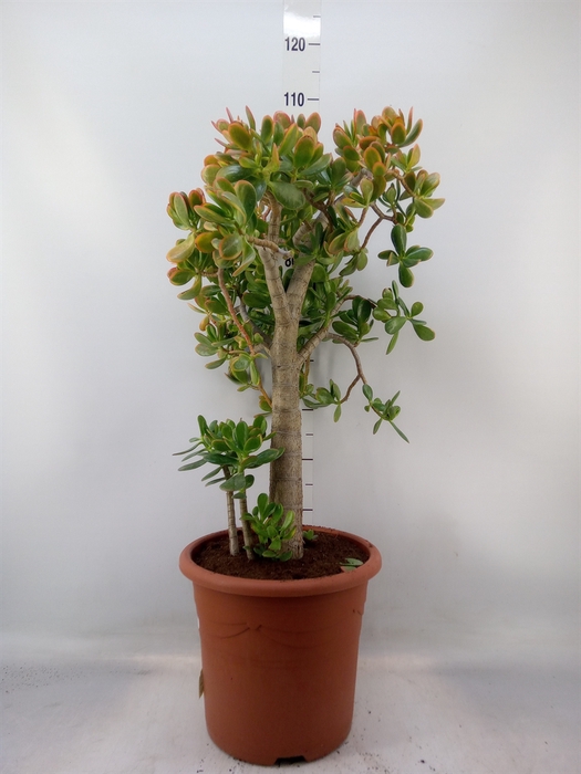 <h4>Crassula ovata 'Sunset'</h4>