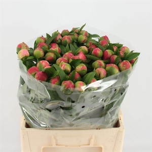 Paeonia Coral Charm