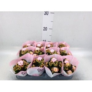 Kalanchoe   ...mini