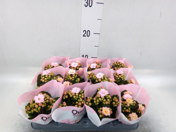 <h4>Kalanchoe   ...mini</h4>