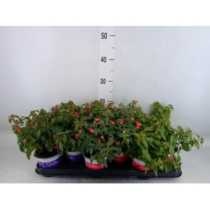 Fuchsia  'Bella Fuchsia'  .mix hang