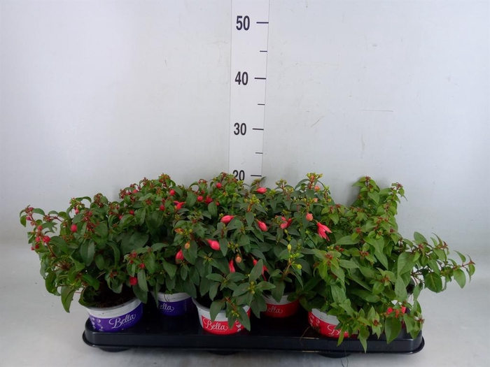 <h4>Fuchsia 'Bella Fuchsia' .mix hang</h4>
