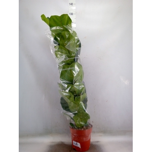 Ficus lyrata