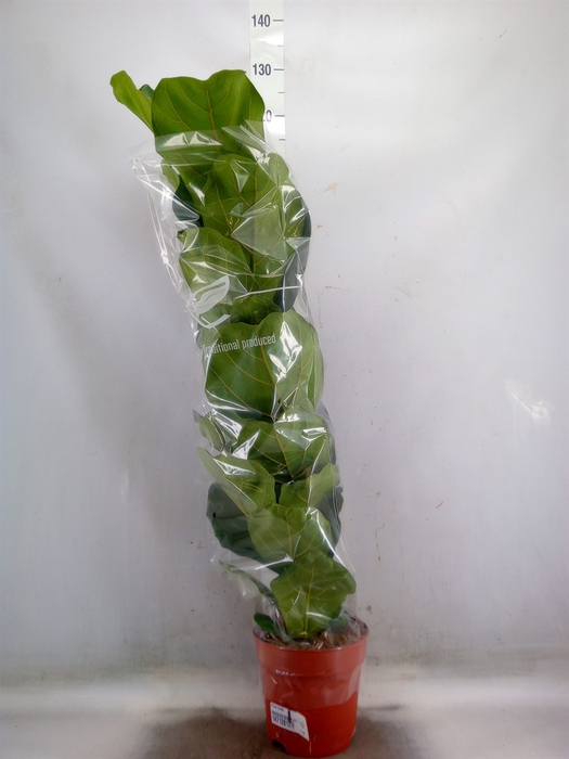 <h4>Ficus lyrata</h4>