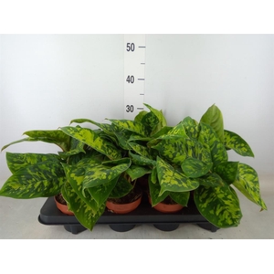 Homalomena wal. 'Camouflage'