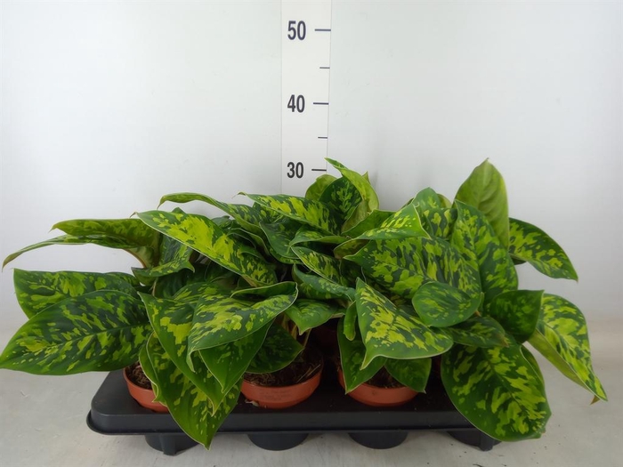 <h4>Homalomena wal. 'Camouflage'</h4>