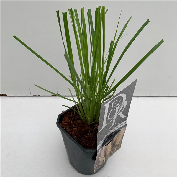<h4>Cortaderia Selloana</h4>