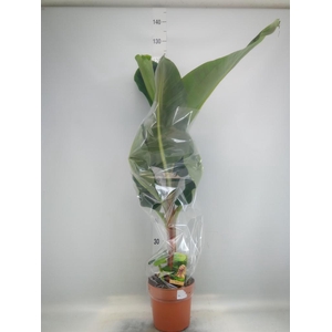 Musa  'Dwarf Cavendish'