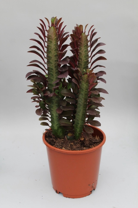 <h4>Euphorbia Rubra</h4>
