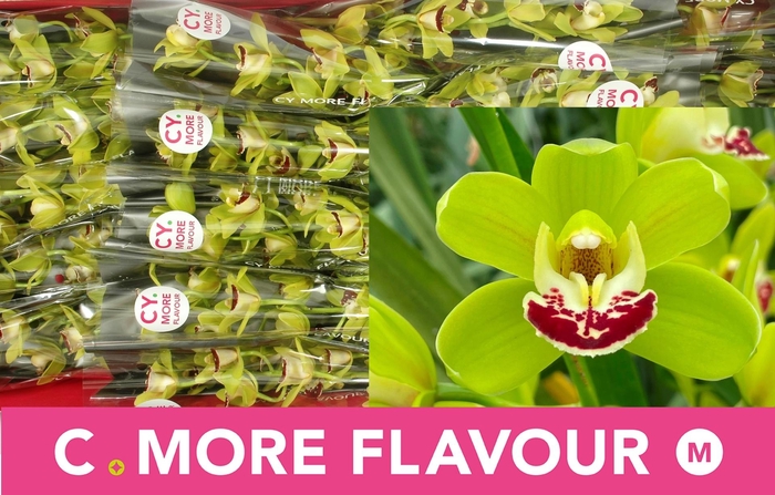 <h4>CYMB MI EVERGREEN</h4>