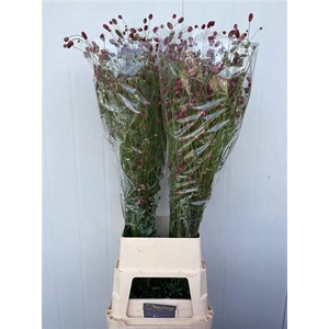 Sanguisorba Of Arnhem