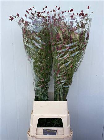 <h4>Sanguisorba Of Arnhem</h4>