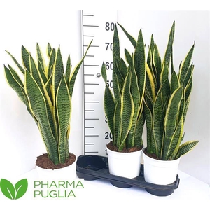 Sansevieria trifasciata Laurentii 19Ø 65cm