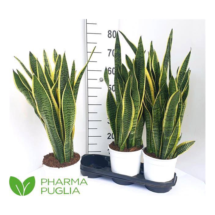 <h4>Sansevieria trifasciata Laurentii 19Ø 65cm</h4>