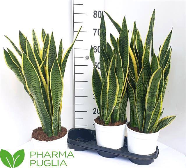 Sansevieria trifasciata Laurentii 19Ø 65cm