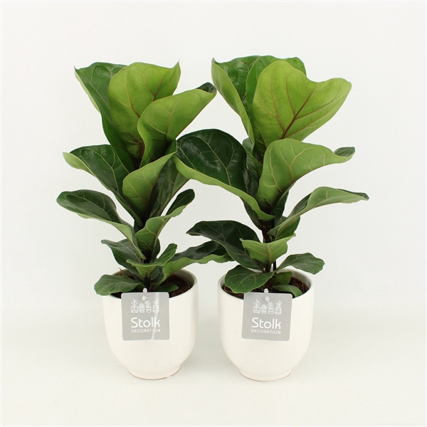 <h4>Ficus Lyrata in Liv keramiek</h4>