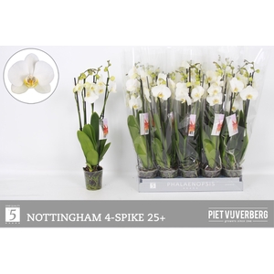 PHAL AN NOTTINGHAM