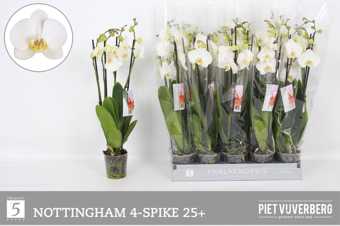 <h4>PHAL AN NOTTINGHAM</h4>