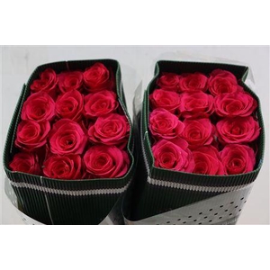 R EQ GR VIPINK