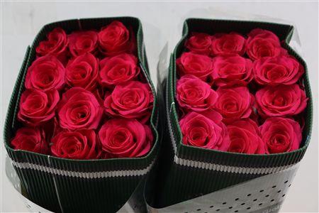 <h4>R EQ GR VIPINK</h4>