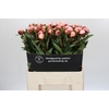Paeonia Gardenia