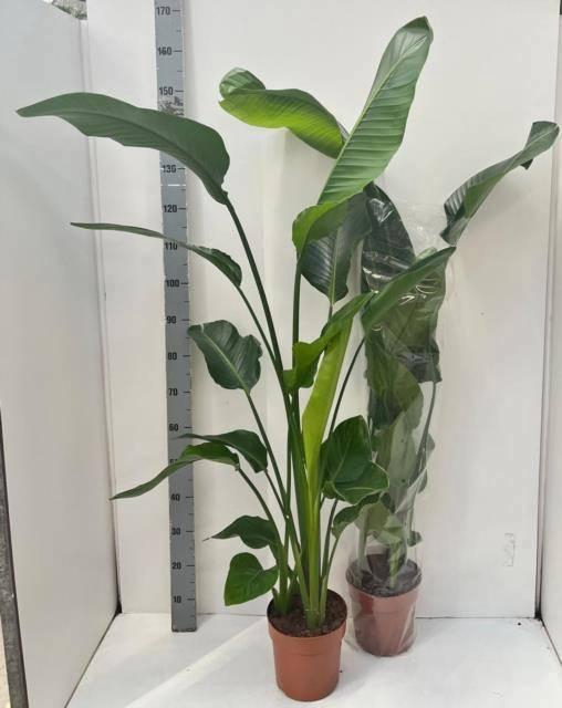 <h4>STRELITZIA NICOLAI</h4>