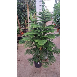 Araucaria heterophylla