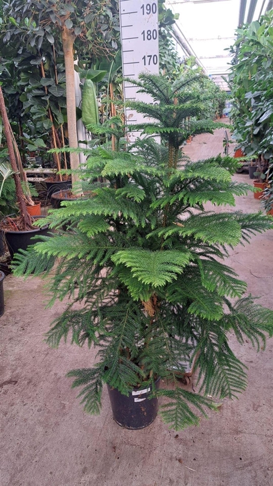 <h4>Araucaria heterophylla</h4>