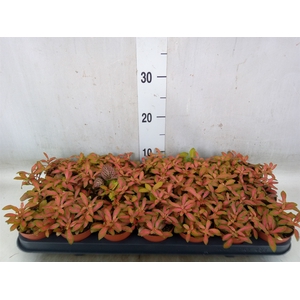Fittonia  'Mosaic Skeleton'