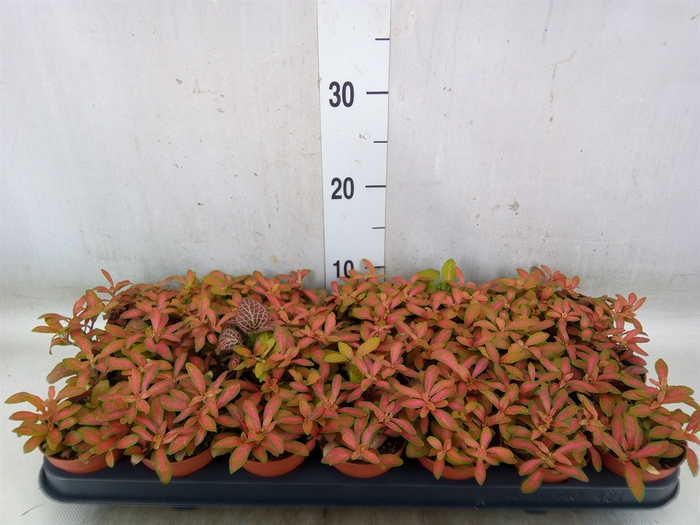 <h4>Fittonia  'Mosaic Skeleton'</h4>