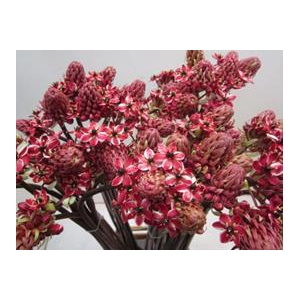 ORNIT SAUNDERSIAE ROOD