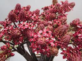 <h4>ORNIT SAUNDERSIAE ROOD</h4>