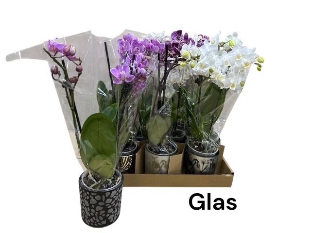 <h4>ARR PHAL MT</h4>