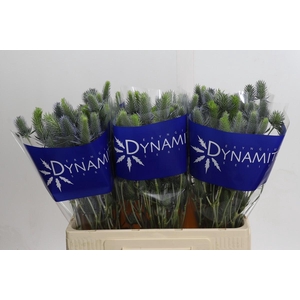 Eryngium Electric Dynamite
