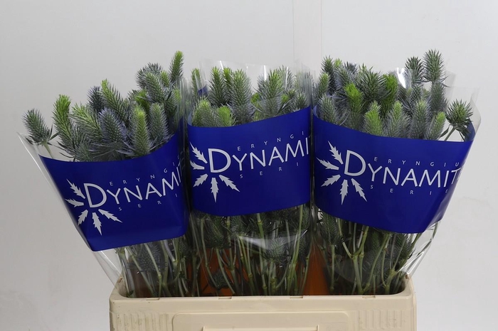 <h4>Eryngium Electric Dynamite</h4>
