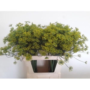 ANET GRAVEOLENS