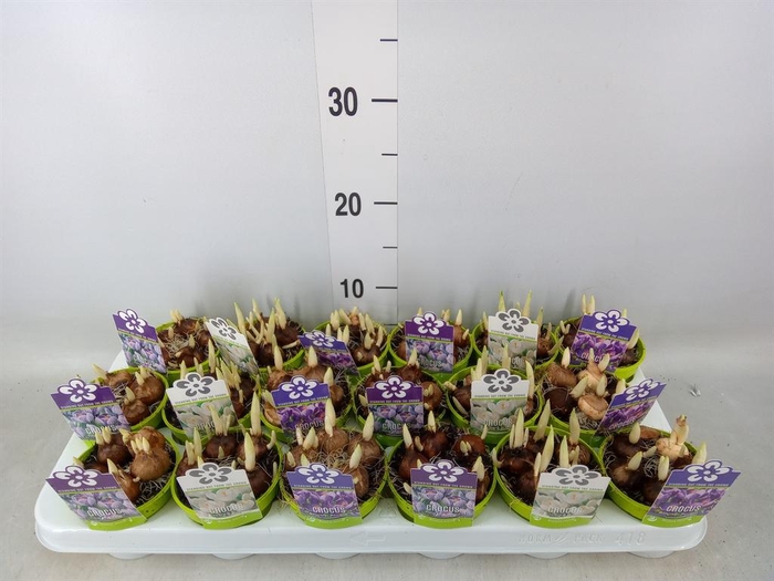 <h4>Crocus   ...mix</h4>