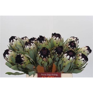 Protea Niobe