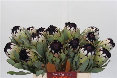 <h4>Protea Niobe</h4>