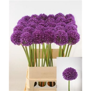 Allium Ambassador