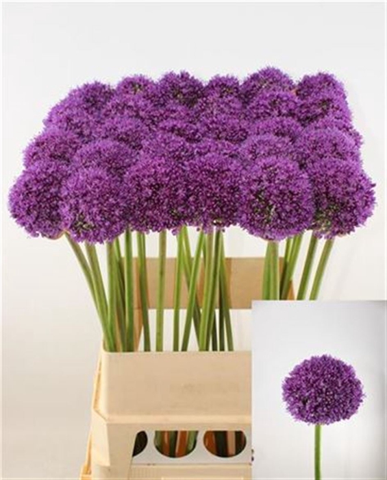 Allium Ambassador