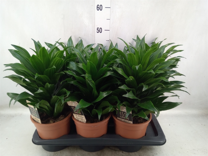 <h4>Dracaena frag. 'Compacta'</h4>