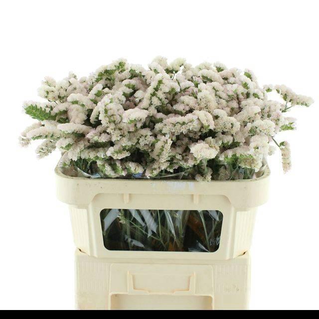 <h4>LIM S SIN HO APRICOT</h4>