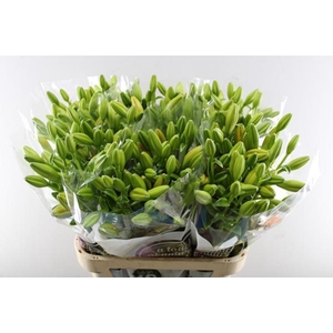 Li La Farinella (oranje)